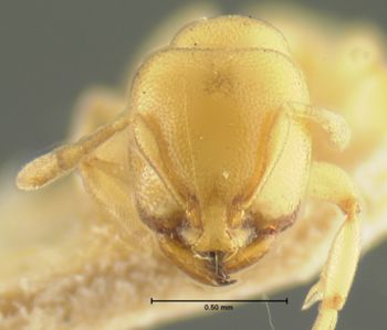 Media type: image; Entomology 20971   Aspect: head frontal view